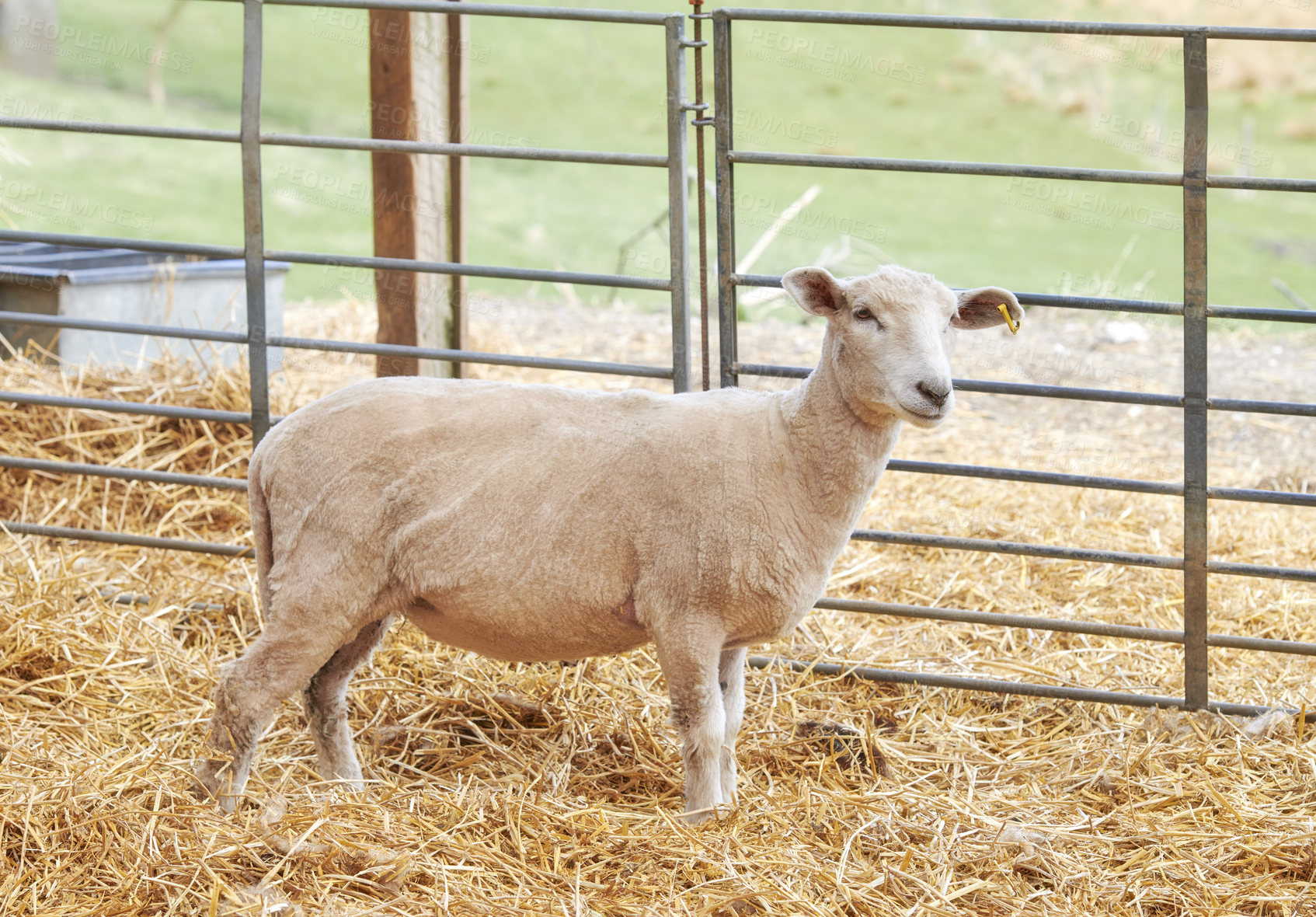 Buy stock photo A series of photos of lamb and sheep