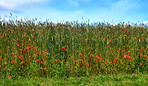 Wheat fields with poppies in early summer