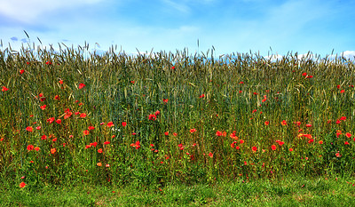 Buy stock photo A  photo of poppies in the countryside in early summer