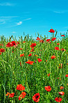 Wheat fields with poppies in early summer