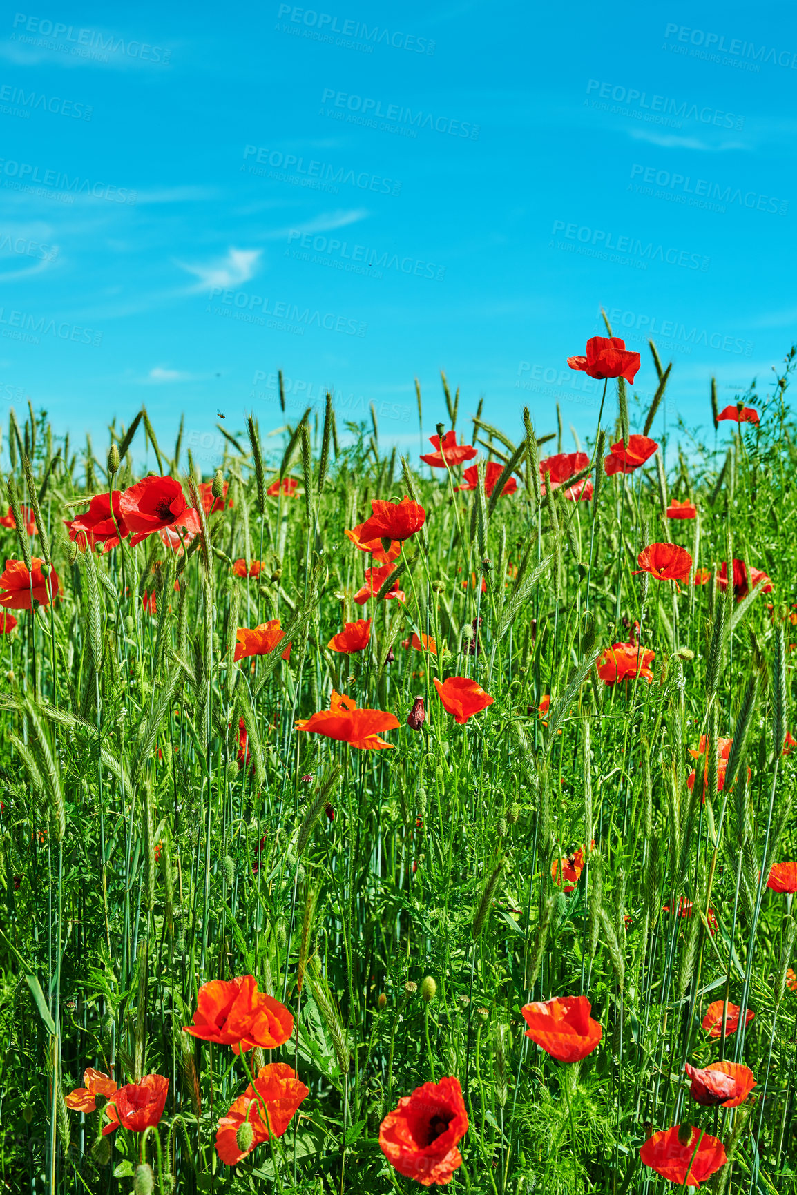 Buy stock photo Empty, blue sky and countryside for flowers, outdoor and ecosystem with sunshine. Space, blossom and plants with landscape, environment and nature with growth, springtime and ecology in Denmark