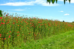 Wheat fields with poppies in early summer