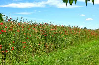 Buy stock photo A  photo of poppies in the countryside in early summer