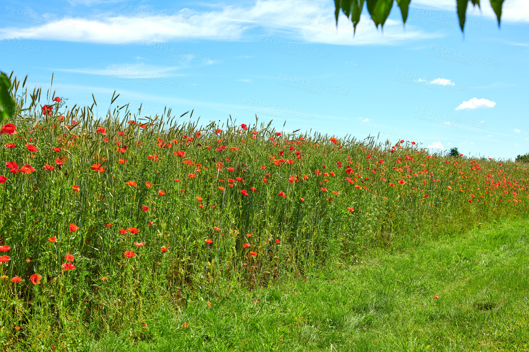 Buy stock photo A  photo of poppies in the countryside in early summer