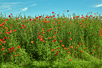 Wheat fields with poppies in early summer