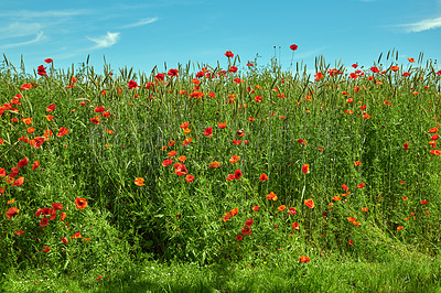 Buy stock photo A  photo of poppies in the countryside in early summer