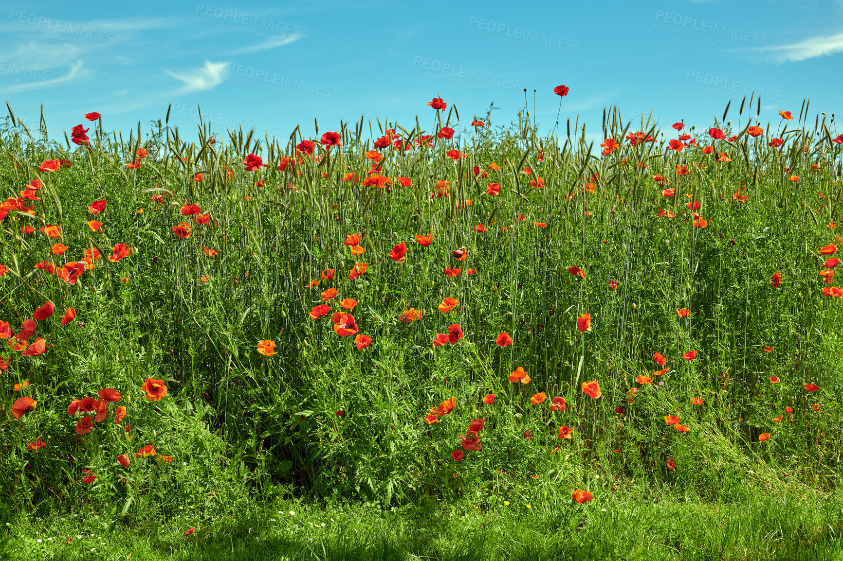 Buy stock photo A  photo of poppies in the countryside in early summer