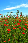 Wheat fields with poppies in early summer