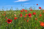 Wheat fields with poppies in early summer