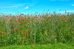 Wheat fields with poppies in early summer