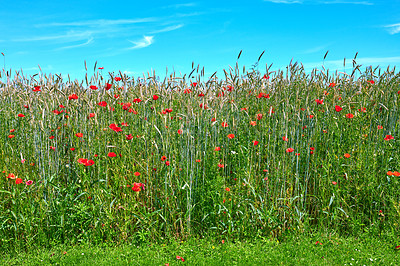 Buy stock photo A  photo of poppies in the countryside in early summer