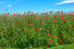 Wheat fields with poppies in early summer