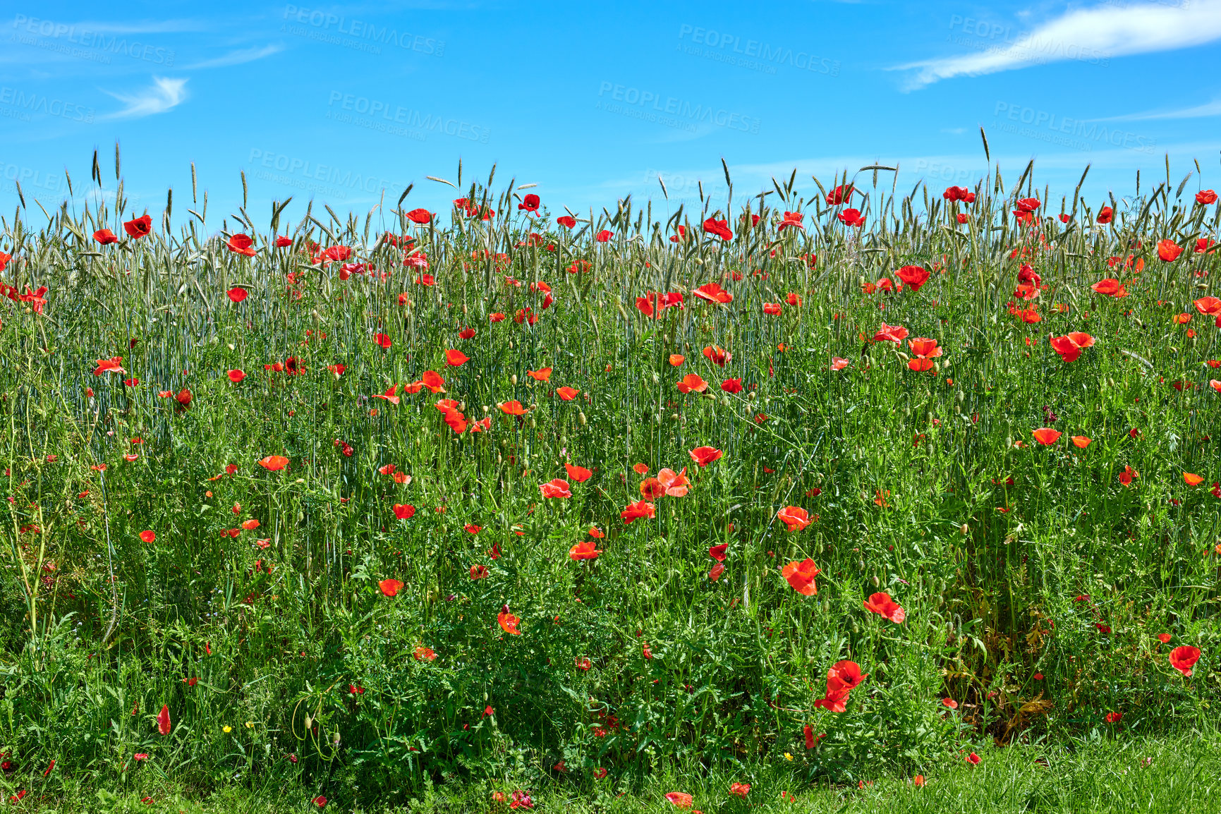 Buy stock photo Empty, blue sky and countryside for flowers, blossom and ecosystem with sunshine. Clouds, ecology and plants with landscape, environment and eco friendly with growth, springtime and grass field
