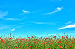 Wheat fields with poppies in early summer