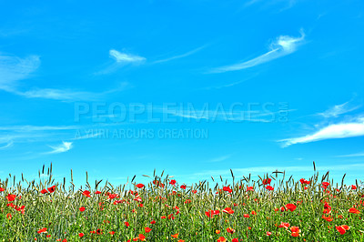 Buy stock photo A  photo of poppies in the countryside in early summer