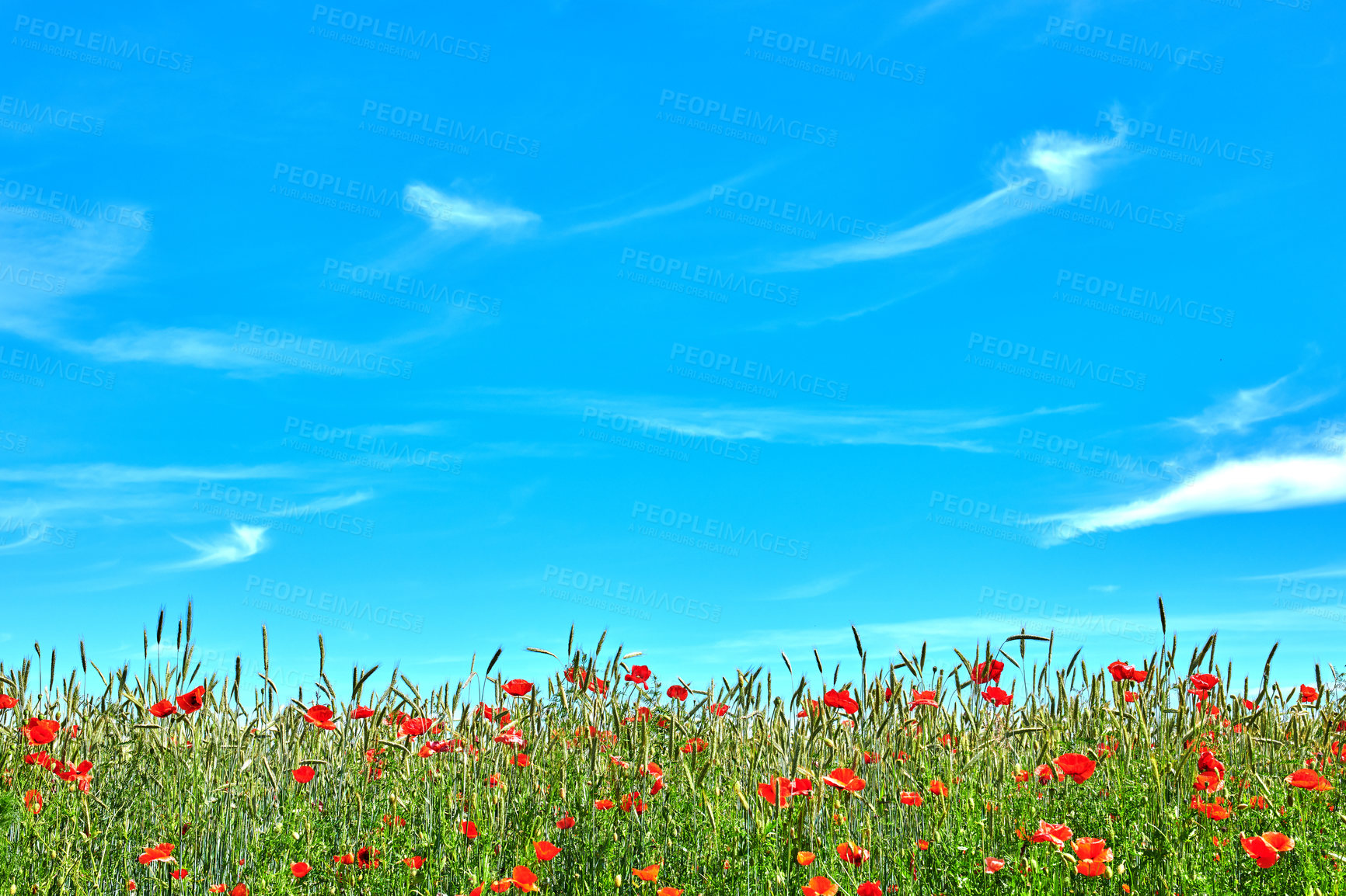 Buy stock photo A  photo of poppies in the countryside in early summer