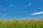 Wheat fields with poppies in early summer