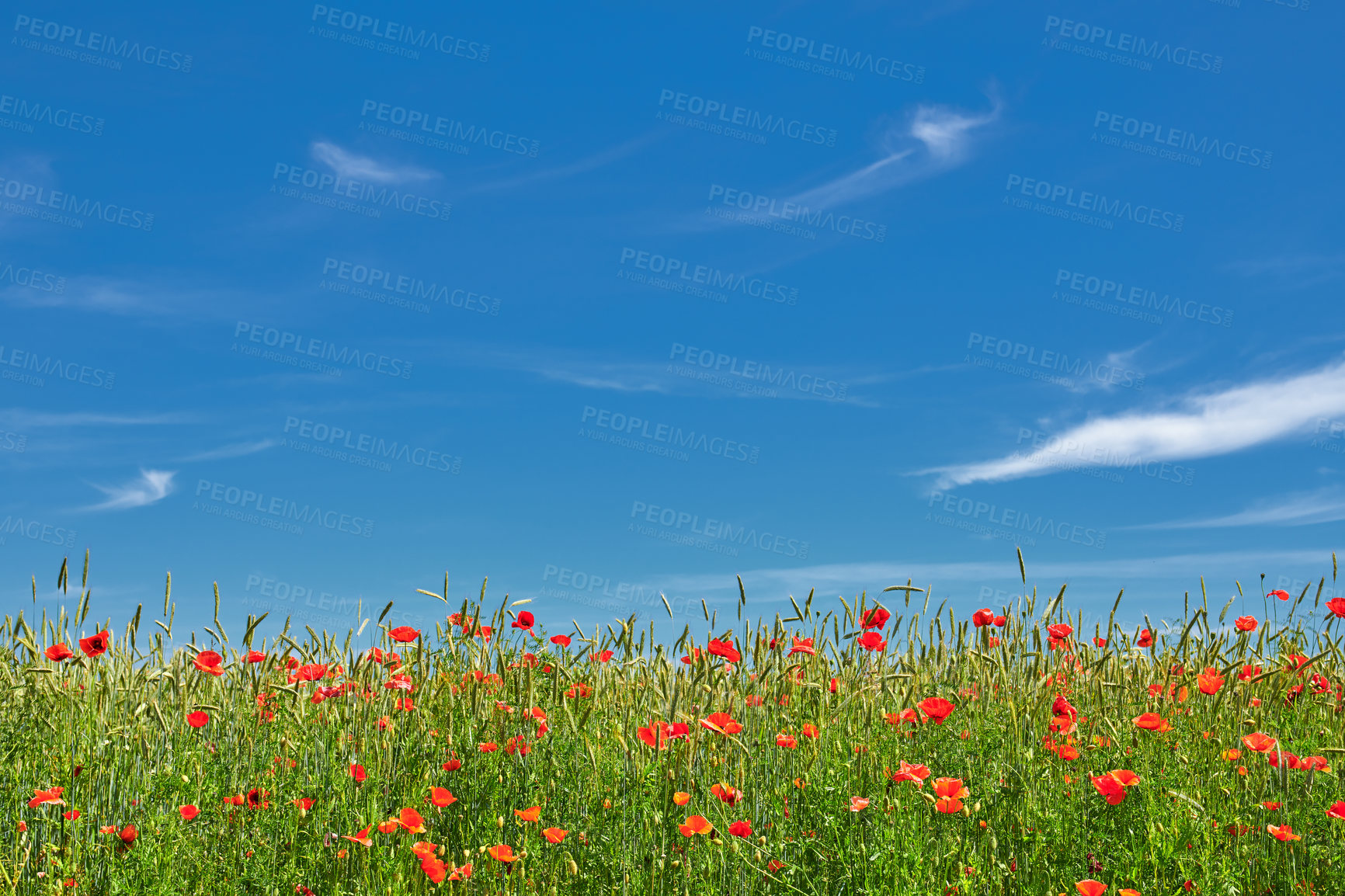 Buy stock photo A  photo of poppies in the countryside in early summer