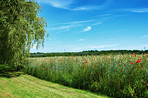 Wheat fields with poppies in early summer