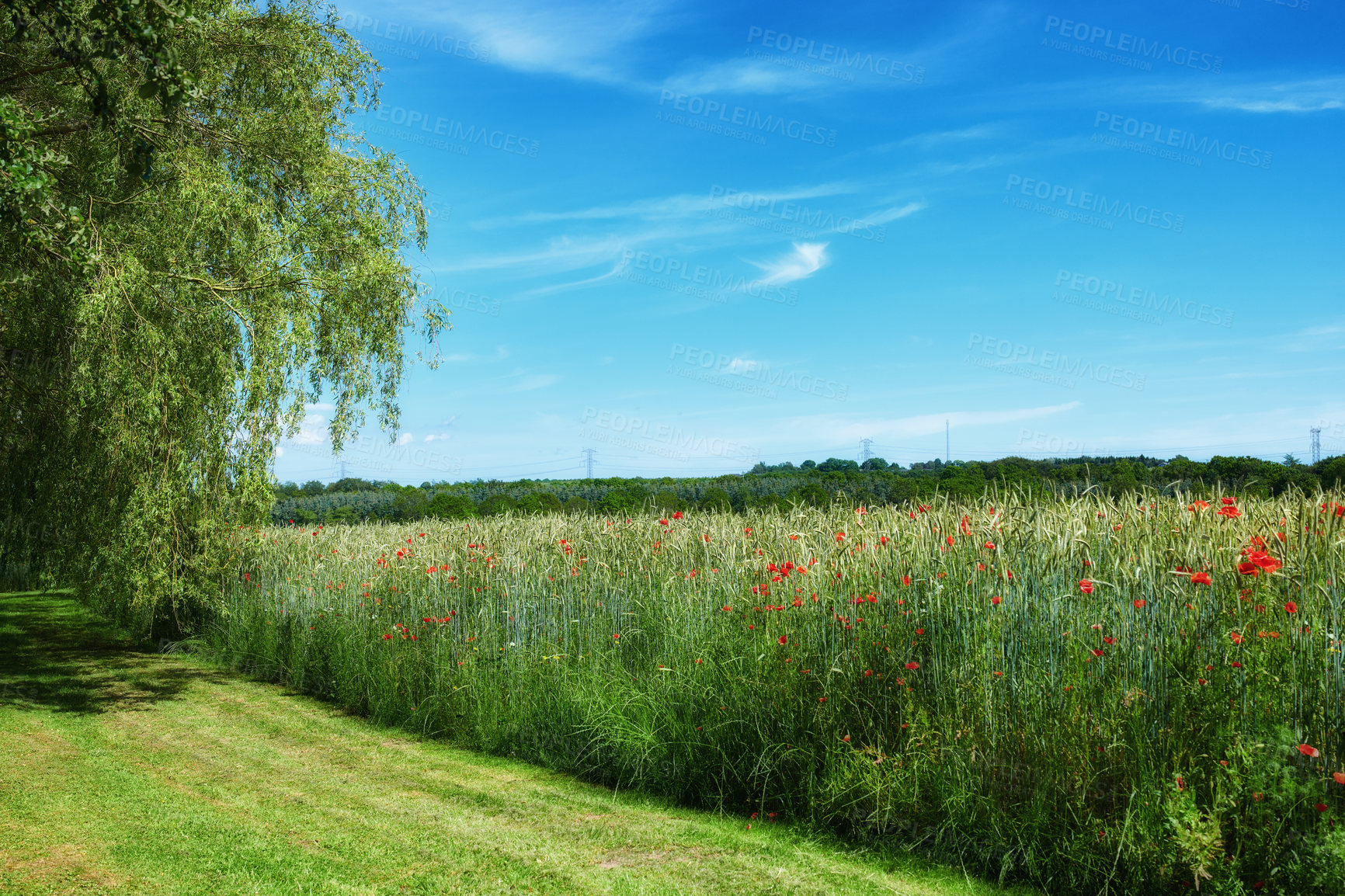 Buy stock photo A  photo of poppies in the countryside in early summer