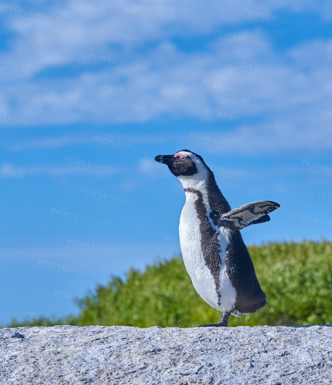 Buy stock photo A sunbathing penguin standing on a rock on a summer day with a blue sky background and copy space. An arctic animal or bird walking on a stone outdoors in nature with copyspace