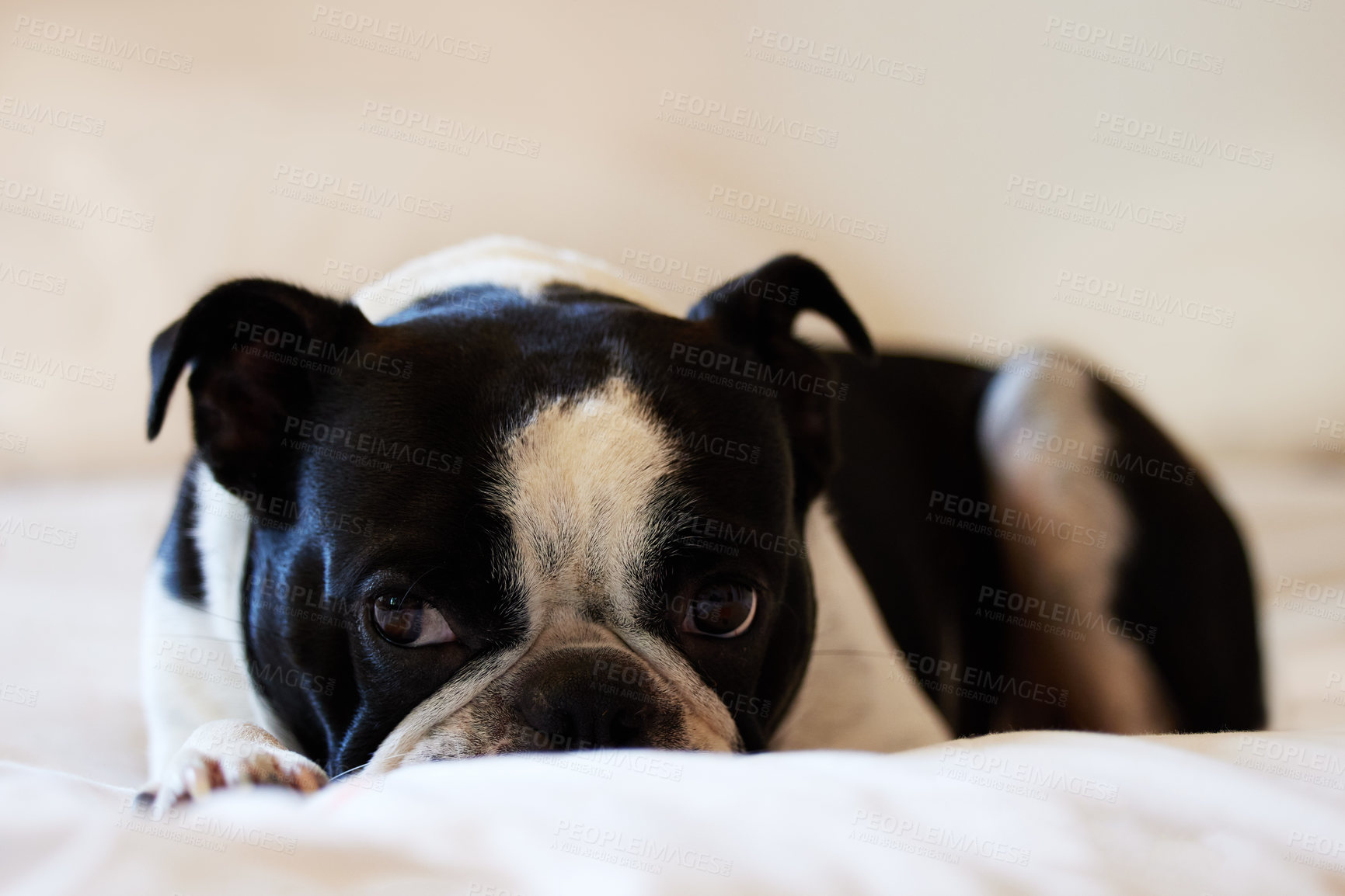 Buy stock photo Shot of an adorable dog at home