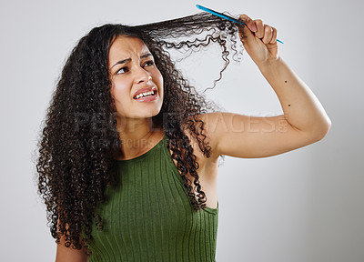 Buy stock photo Messy hair, knot and frustrated woman with comb in studio for tangle, stress and problem on grey background. Curly, haircare and model annoyed with brushing fail, damage or styling hairloss results