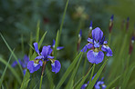 Beautiful flowers in my garden