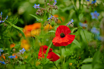 Buy stock photo A series of beautiful garden photos