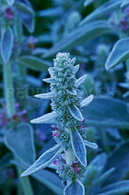 Buy stock photo A series of beautiful garden photos