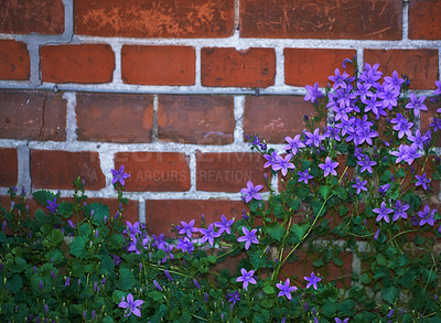 Buy stock photo A series of beautiful garden photos