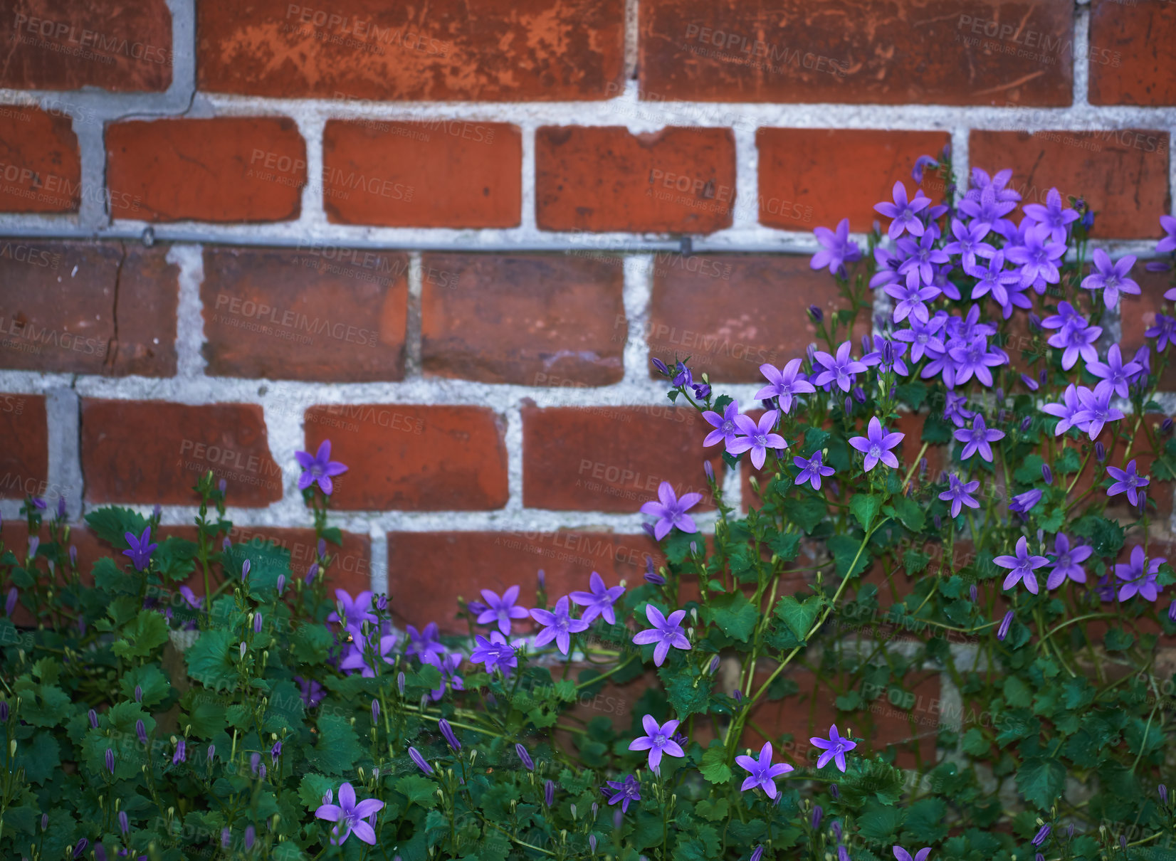 Buy stock photo A series of beautiful garden photos