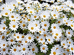 A close-up photo of Marguerite - daisies