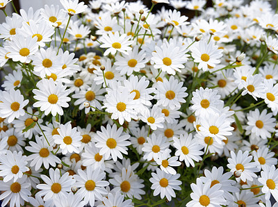 Buy stock photo Marguerite daisies, white flowers blooming outdoors in a garden on a spring day. Bright flowerheads blossoming in a lush green bush outside in a park. Vibrant flowering plants growing in a yard