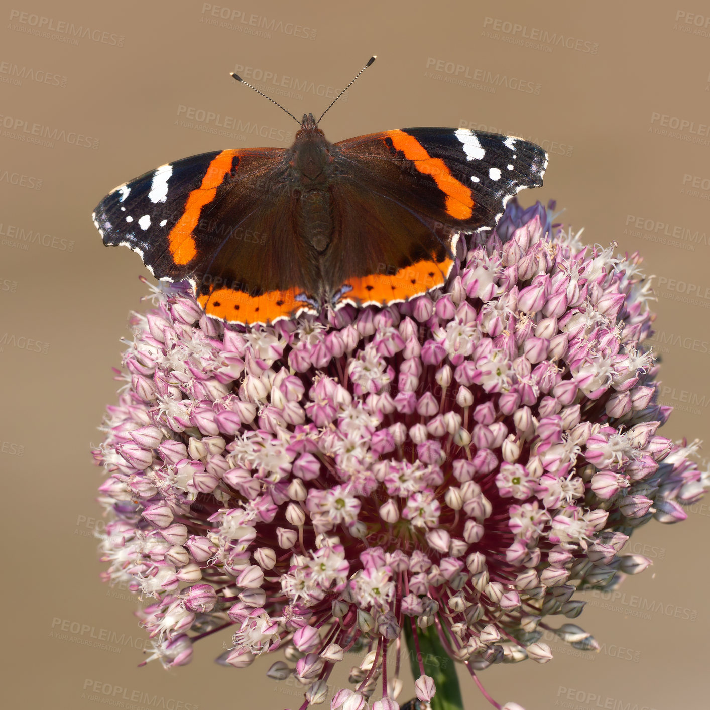 Buy stock photo A series of beautiful garden photos