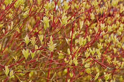 Buy stock photo A series of beautiful garden photos