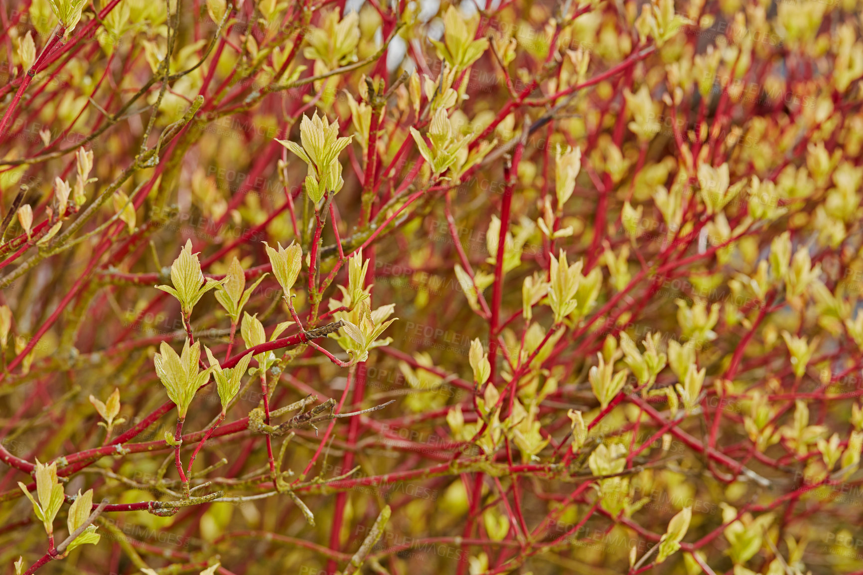 Buy stock photo A series of beautiful garden photos