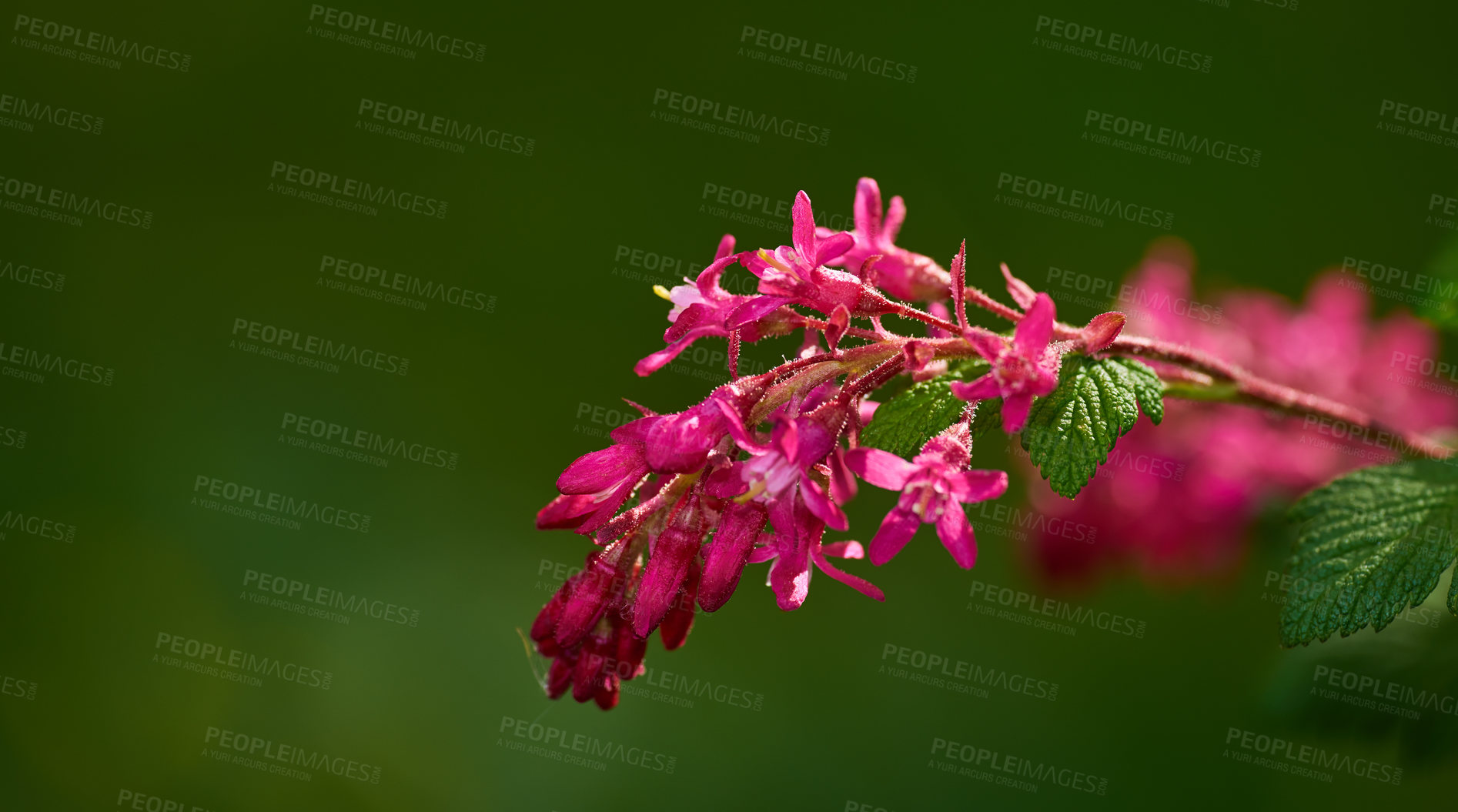 Buy stock photo Growth, blossom and flowers in garden, empty and natural beauty with ecosystem. Nature, outdoor and plants with springtime, blooming and ecology with landscape, countryside and season in Canada