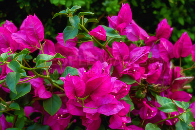 Buy stock photo A series of beautiful garden photos