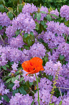 Buy stock photo Rhododendron is a genus of 1,024 species of woody plants in the heath family, either evergreen or deciduous, and found mainly in Asia, although it is also widespread throughout the Southern Highlands of the Appalachian Mountains of North America.