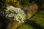 Beautiful flowers in my garden