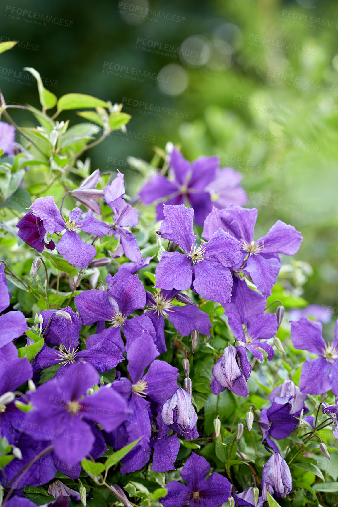 Buy stock photo A series of beautiful garden photos