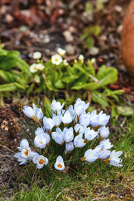 Buy stock photo A series of beautiful garden photos