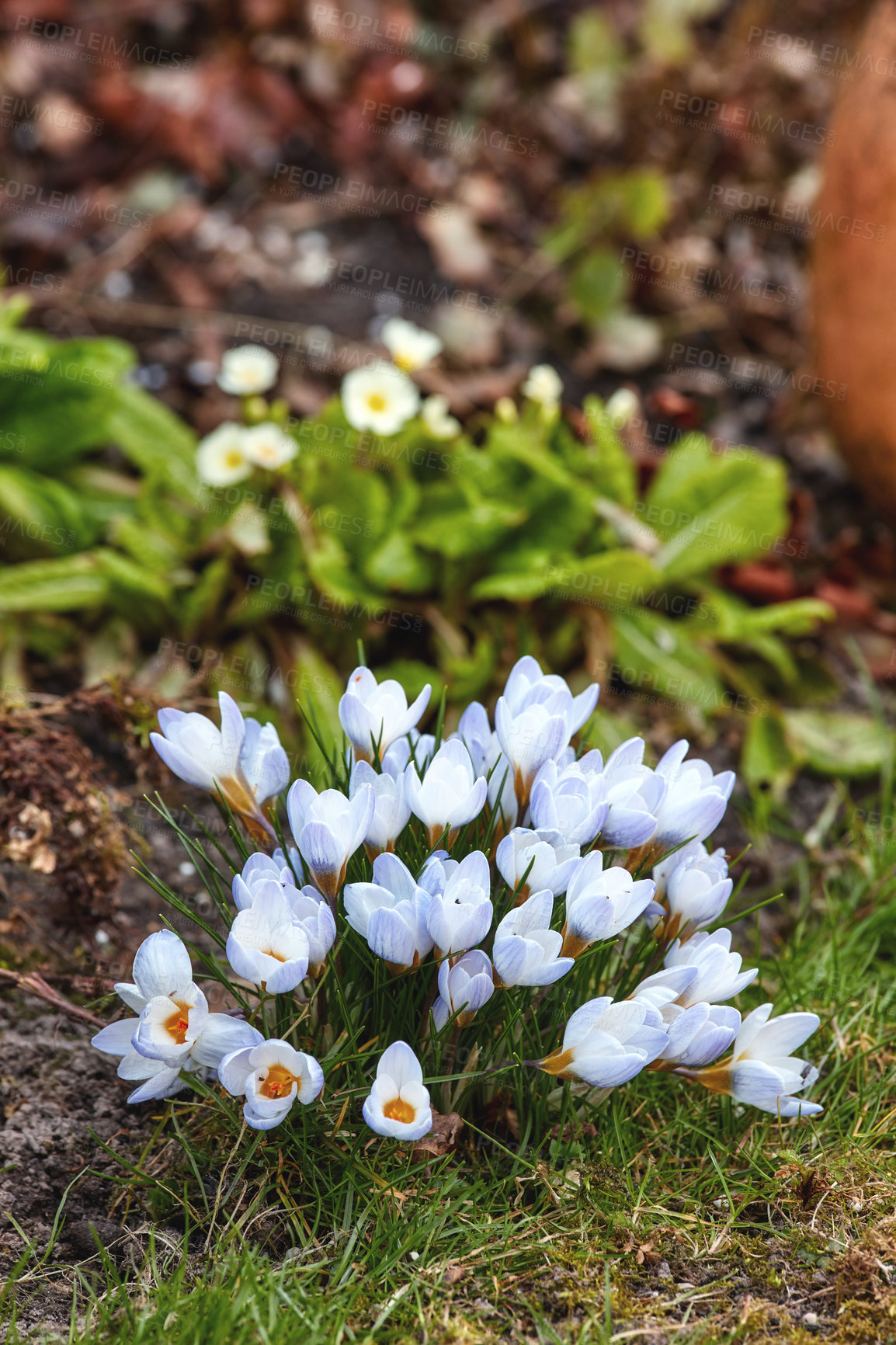 Buy stock photo A series of beautiful garden photos