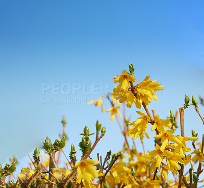 Buy stock photo A series of beautiful garden photos