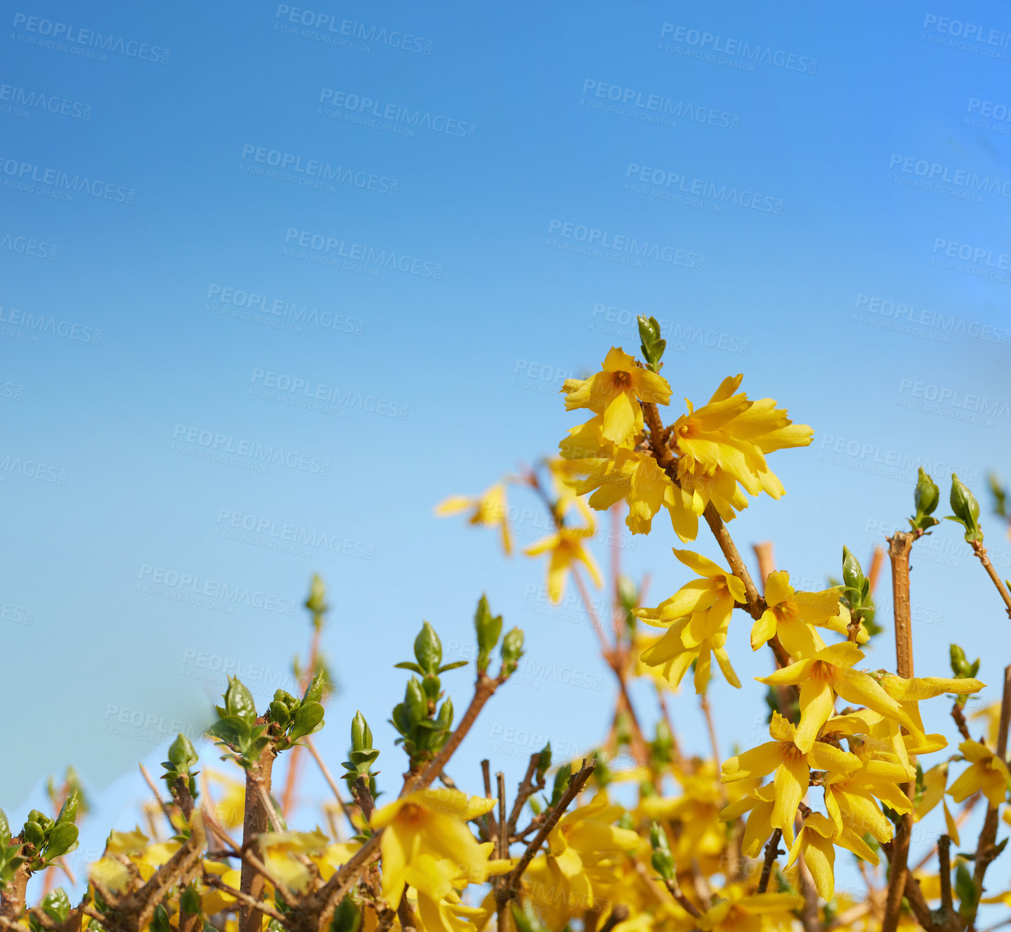 Buy stock photo A series of beautiful garden photos