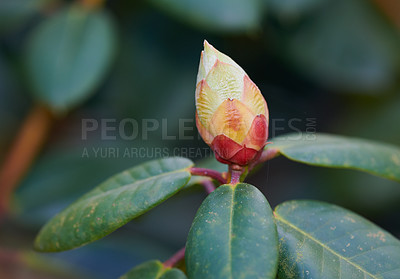 Buy stock photo A series of beautiful garden photos