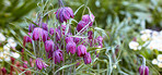Beautiful flowers in my garden