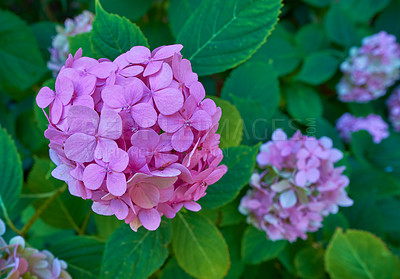 Buy stock photo A series of beautiful garden photos