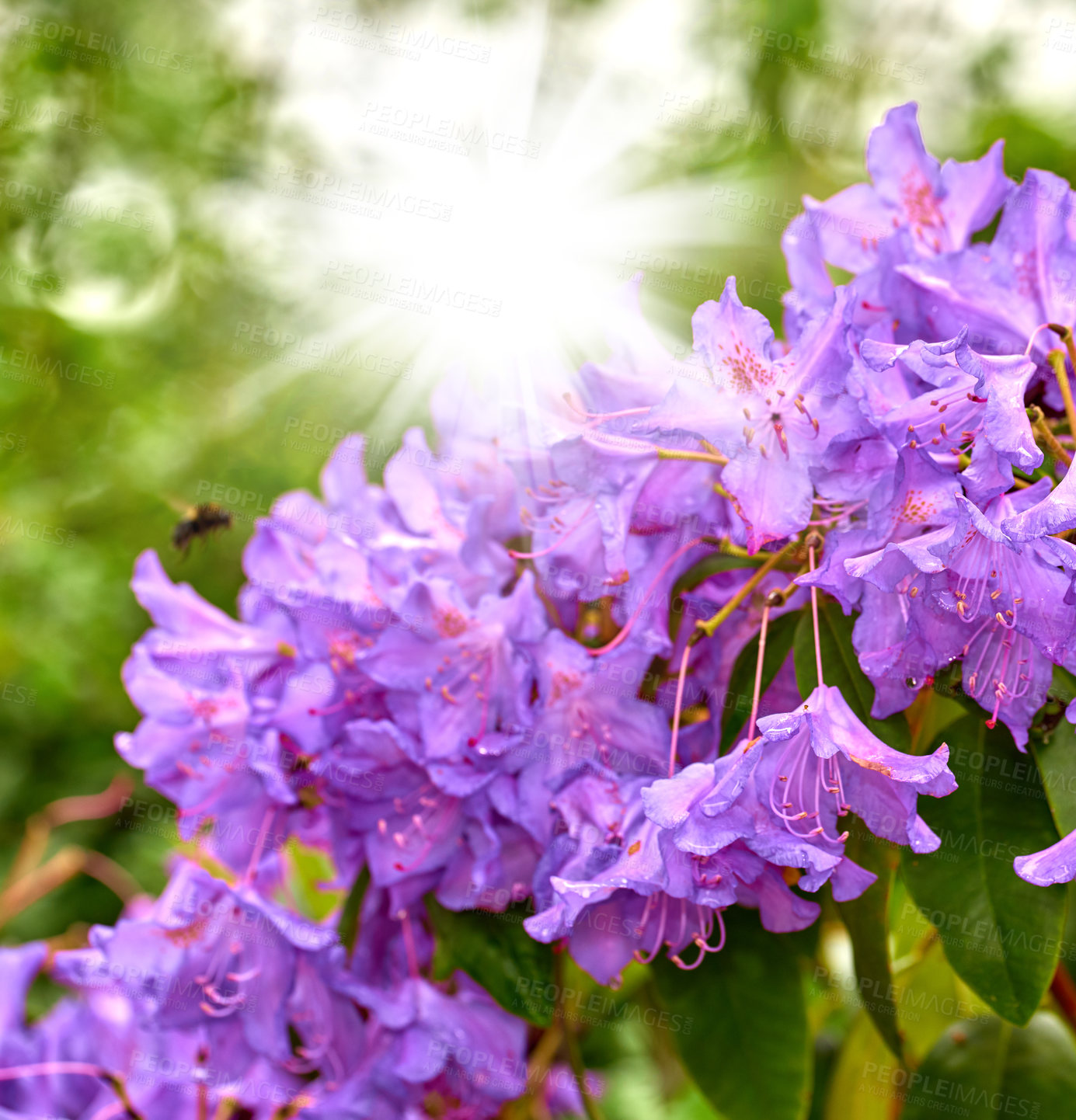 Buy stock photo A series of beautiful garden photos